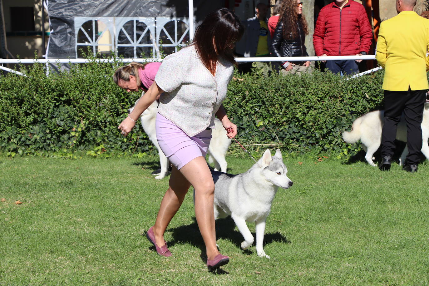 Las mejores imágenes de la XXXI Exposición Nacional Canina