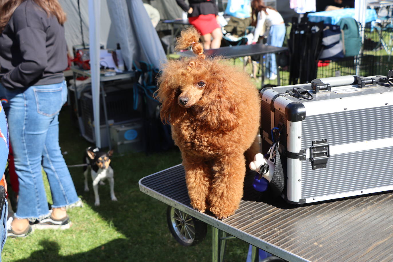 Las mejores imágenes de la XXXI Exposición Nacional Canina