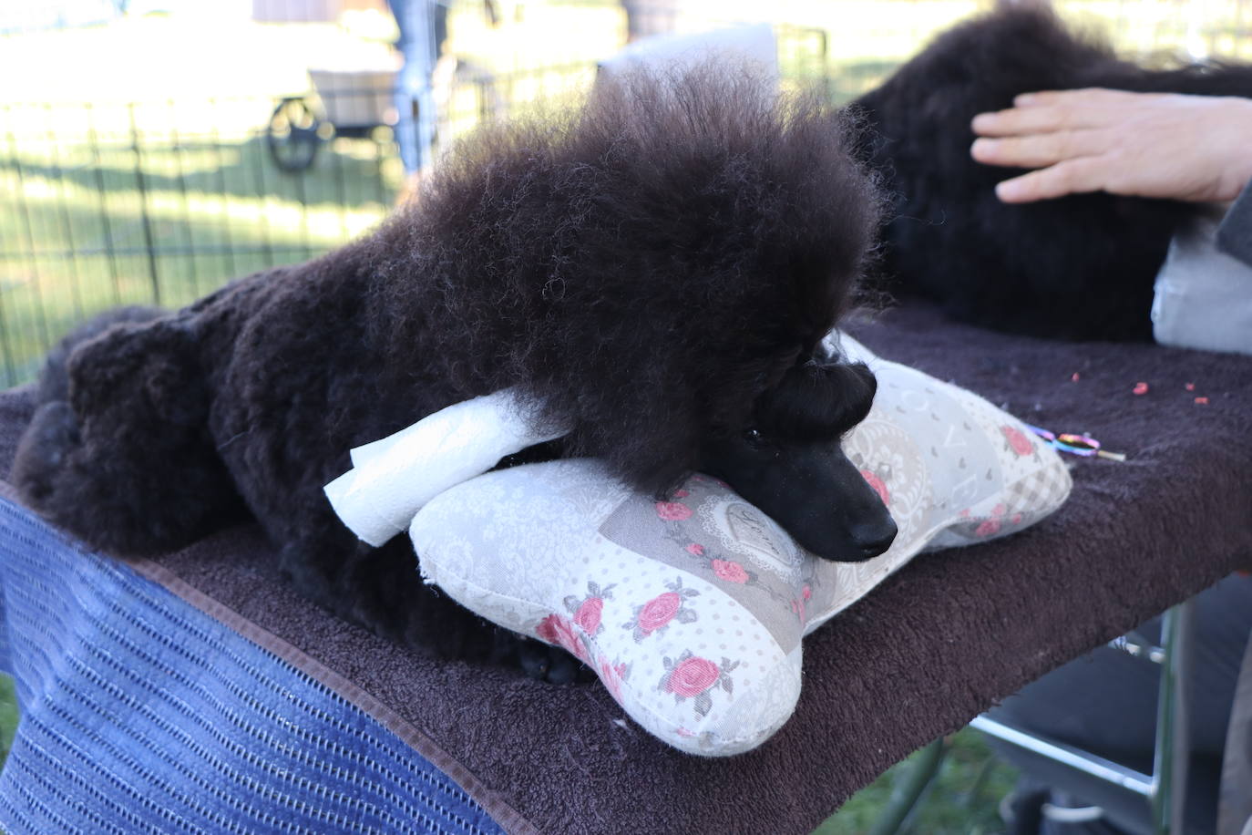 Las mejores imágenes de la XXXI Exposición Nacional Canina