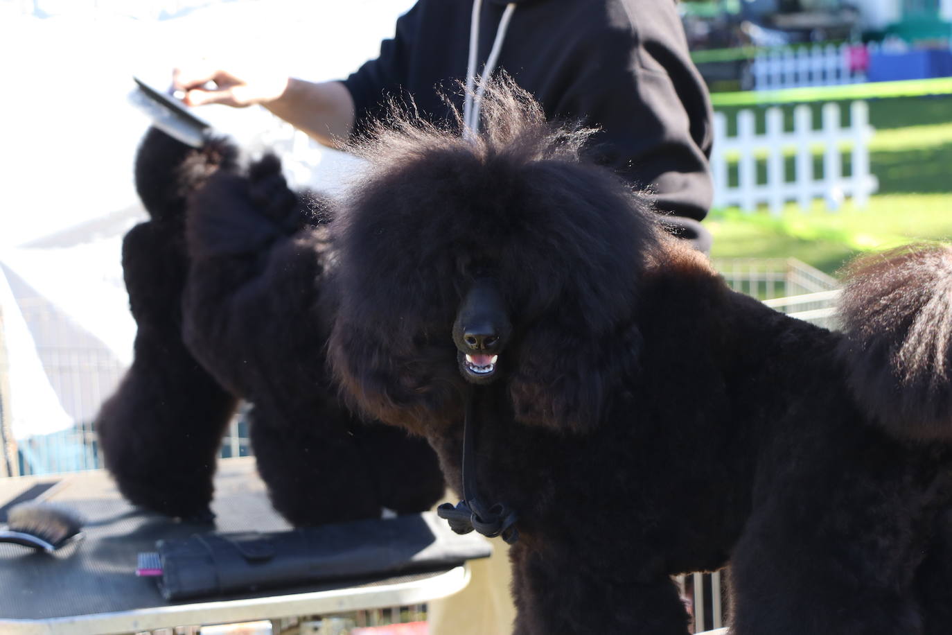 Las mejores imágenes de la XXXI Exposición Nacional Canina