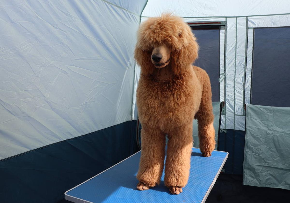 Las mejores imágenes de la XXXI Exposición Nacional Canina