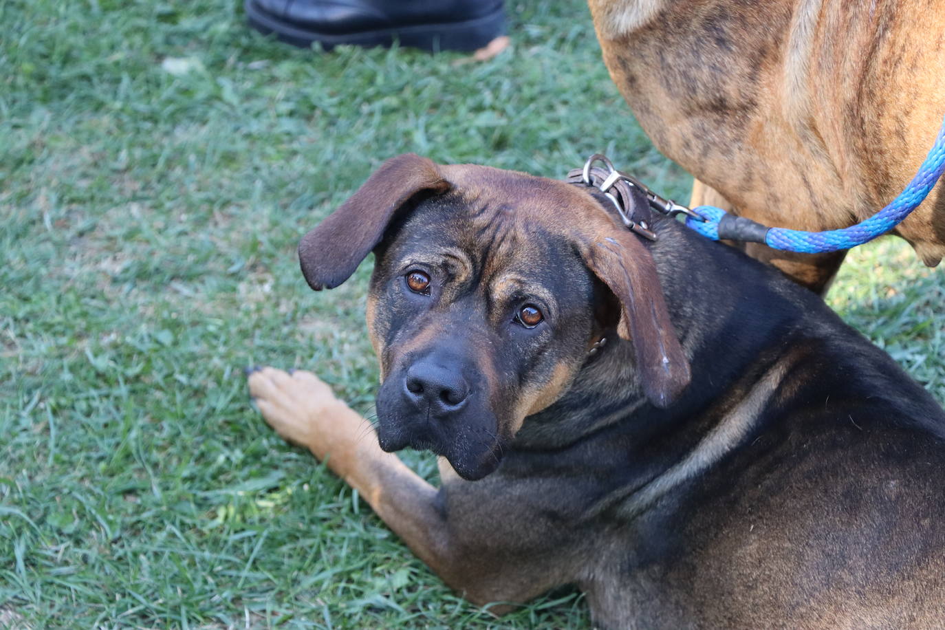 Las mejores imágenes de la XXXI Exposición Nacional Canina