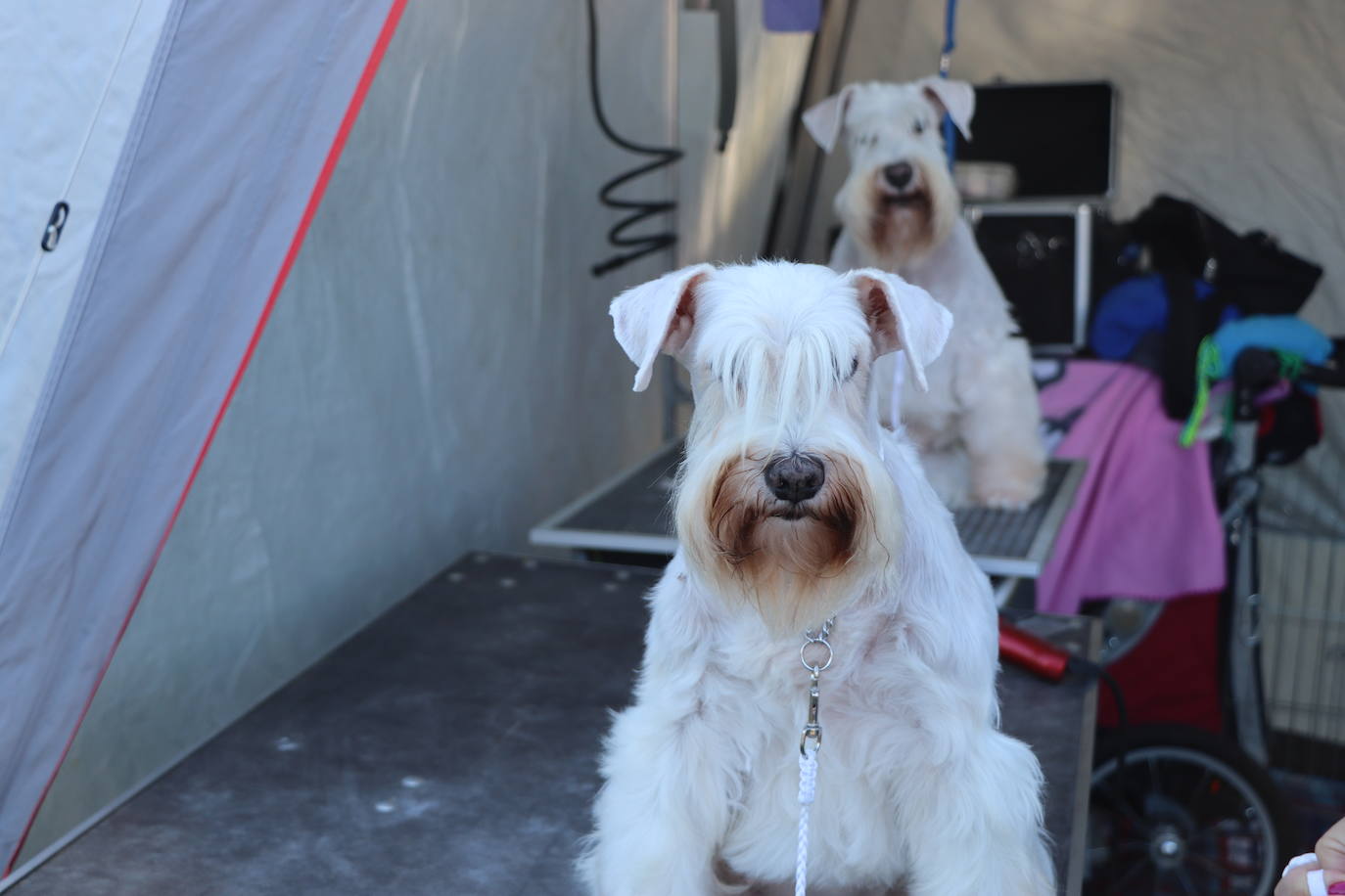 Las mejores imágenes de la XXXI Exposición Nacional Canina