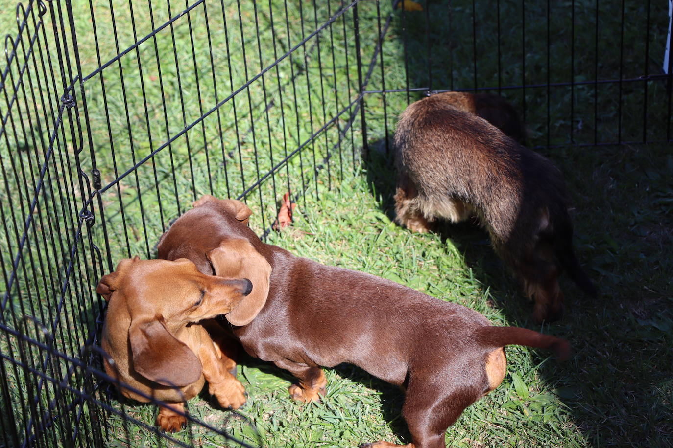 Las mejores imágenes de la XXXI Exposición Nacional Canina