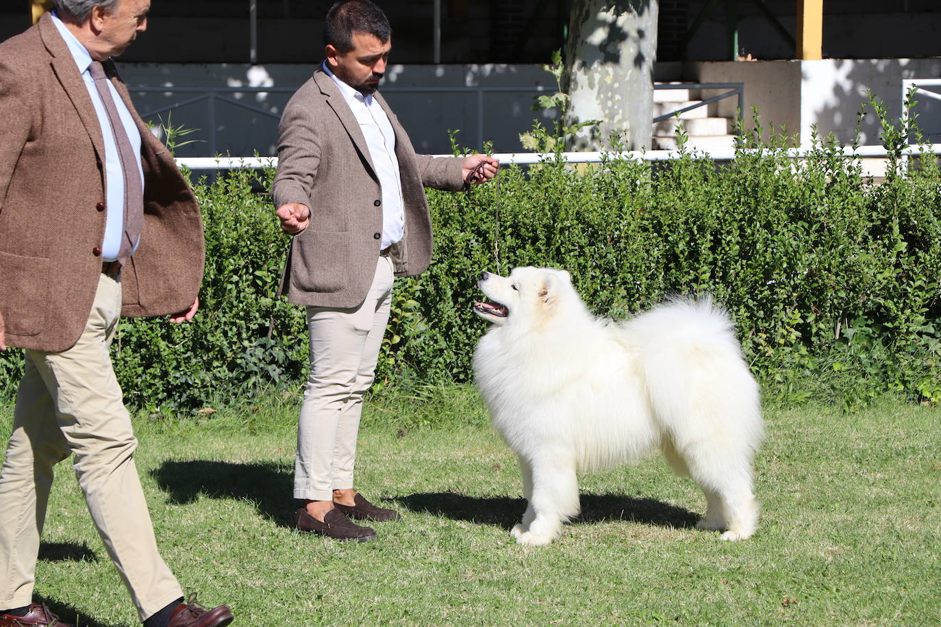 Las mejores imágenes de la XXXI Exposición Nacional Canina