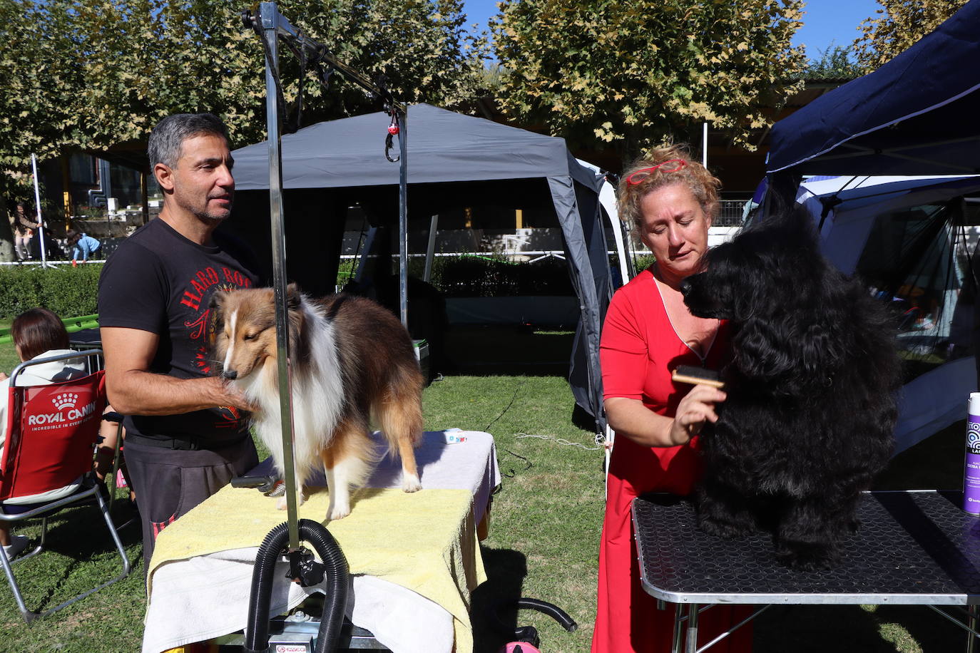 Las mejores imágenes de la XXXI Exposición Nacional Canina