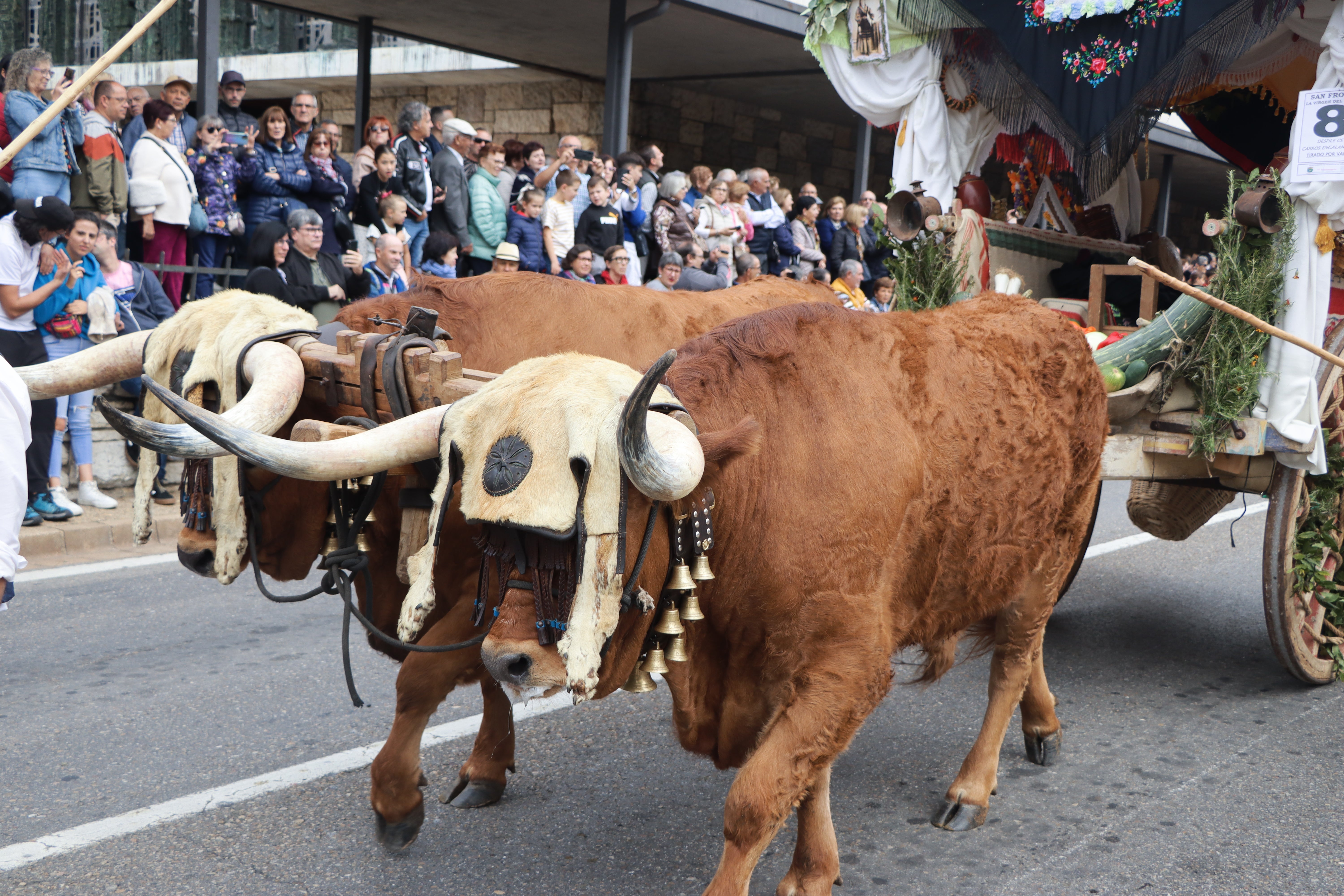 Los carros engalanados en la romería de San Froilán