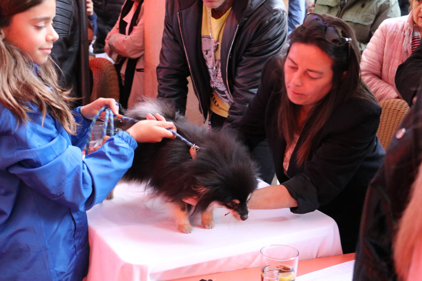 Más de medio centenar de perros pomerania desfilan en la Plaza Mayor de León