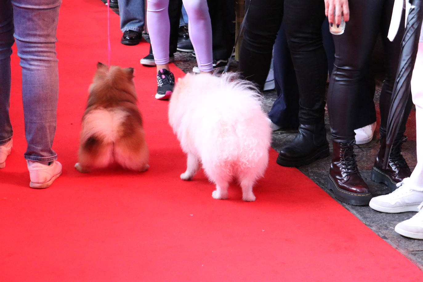 Más de medio centenar de perros pomerania desfilan en la Plaza Mayor de León