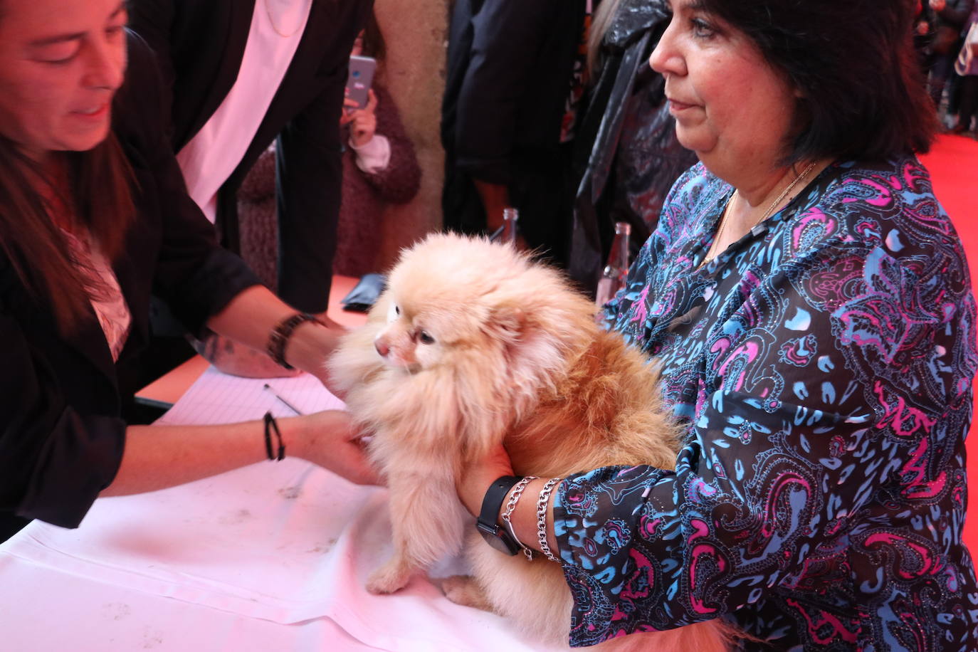 Más de medio centenar de perros pomerania desfilan en la Plaza Mayor de León