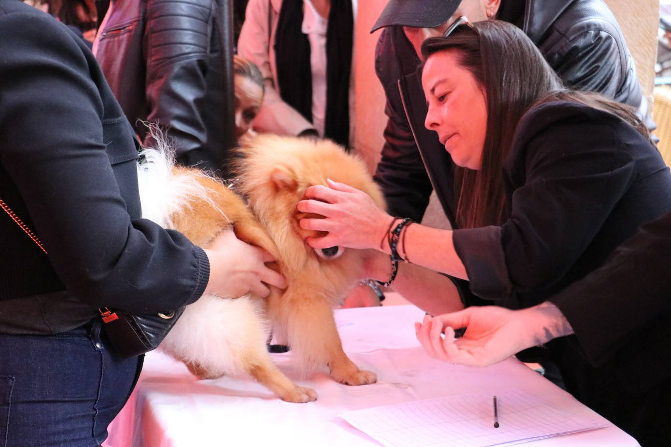 Más de medio centenar de perros pomerania desfilan en la Plaza Mayor de León