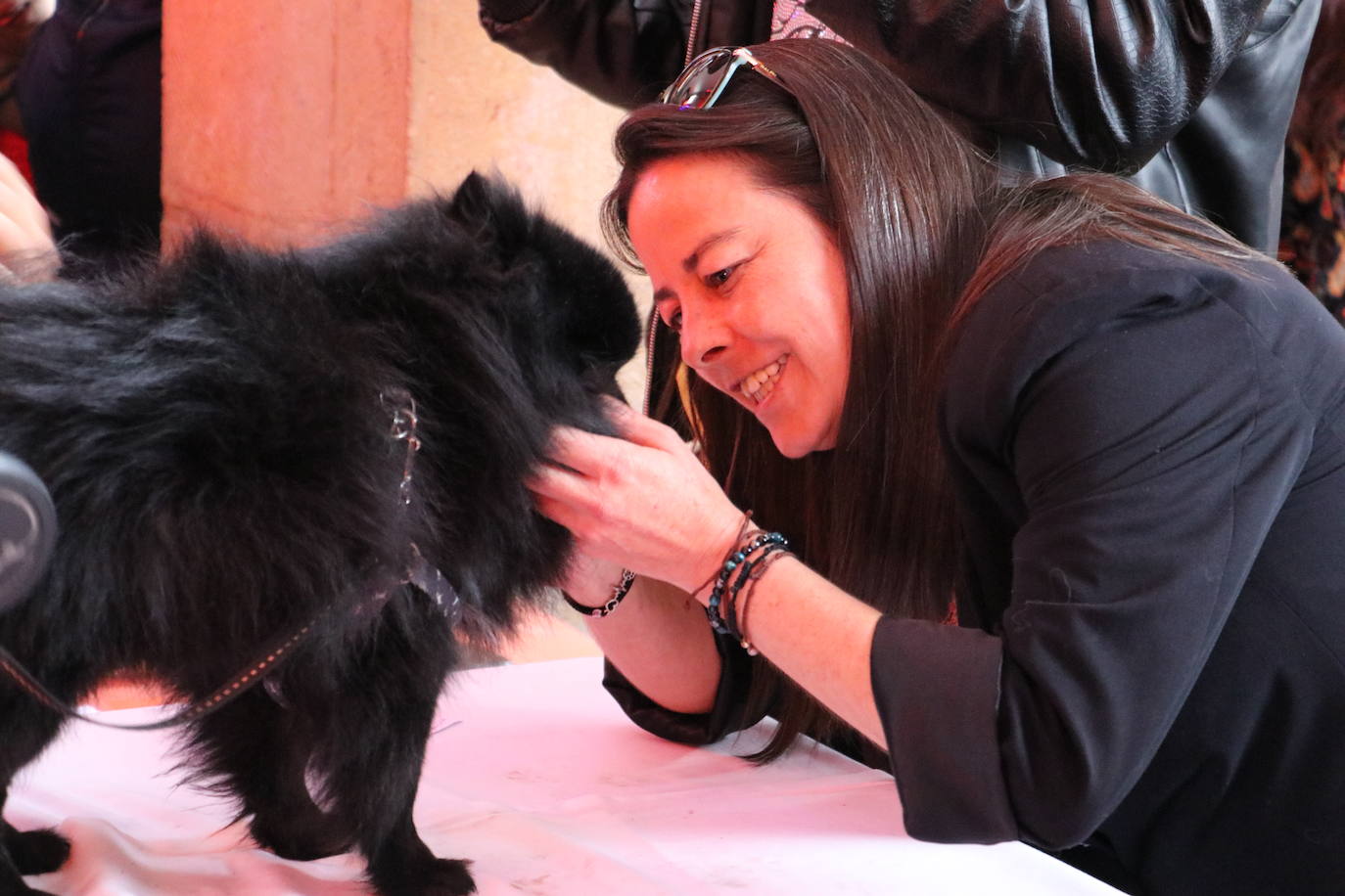 Más de medio centenar de perros pomerania desfilan en la Plaza Mayor de León