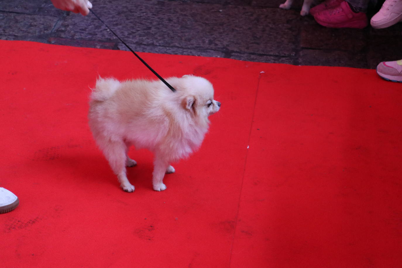 Más de medio centenar de perros pomerania desfilan en la Plaza Mayor de León