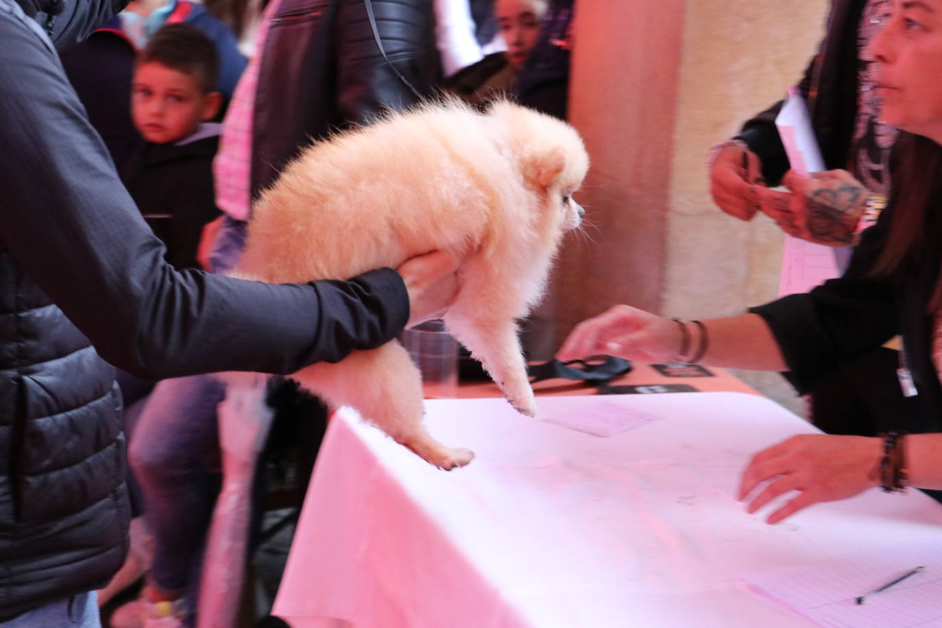 Más de medio centenar de perros pomerania desfilan en la Plaza Mayor de León