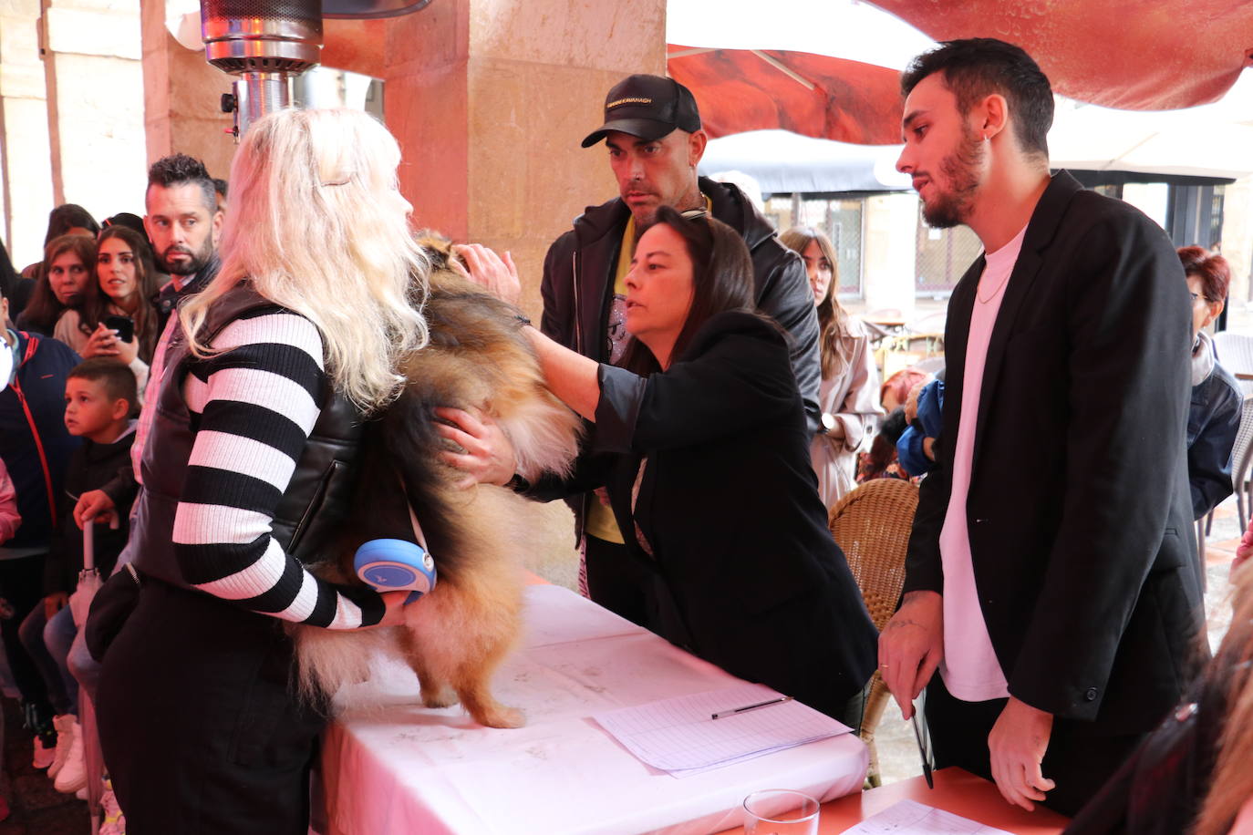 Más de medio centenar de perros pomerania desfilan en la Plaza Mayor de León