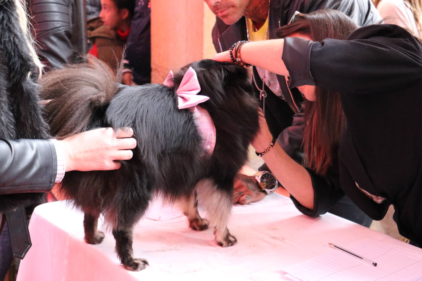 Más de medio centenar de perros pomerania desfilan en la Plaza Mayor de León