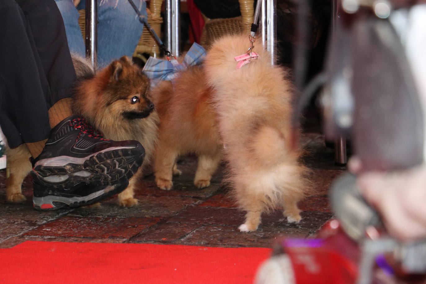 Más de medio centenar de perros pomerania desfilan en la Plaza Mayor de León