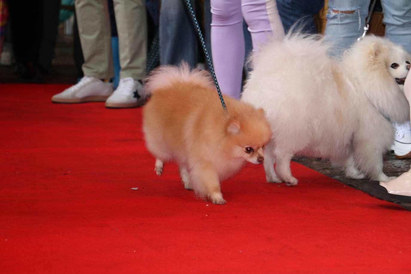 Más de medio centenar de perros pomerania desfilan en la Plaza Mayor de León