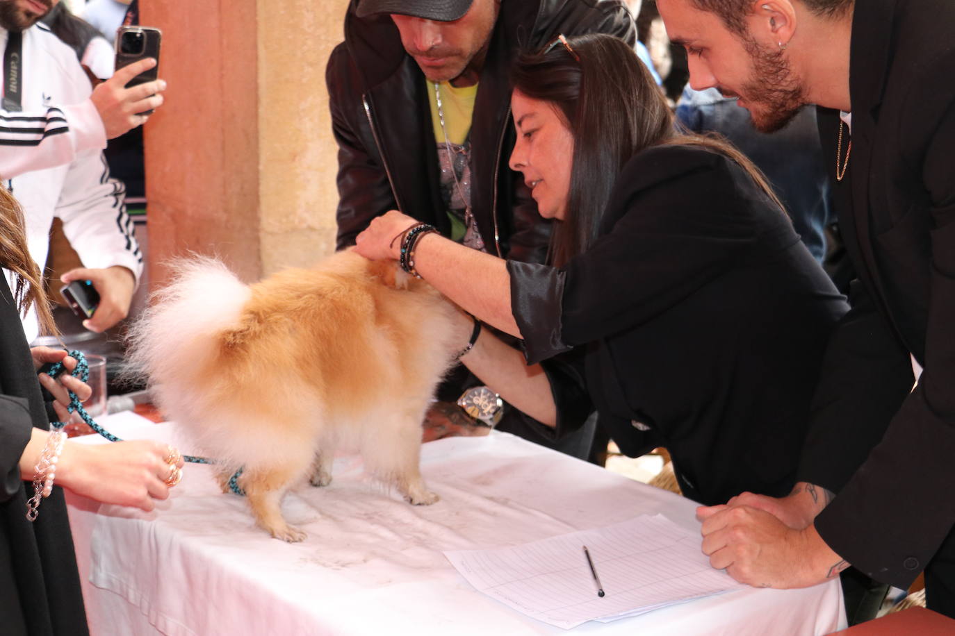 Más de medio centenar de perros pomerania desfilan en la Plaza Mayor de León