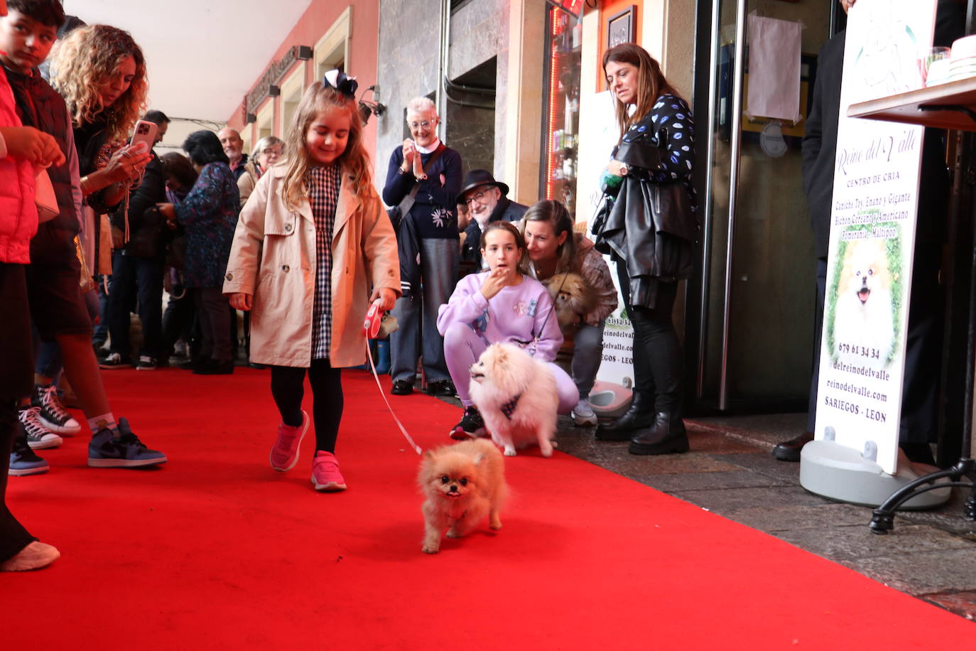 Más de medio centenar de perros pomerania desfilan en la Plaza Mayor de León