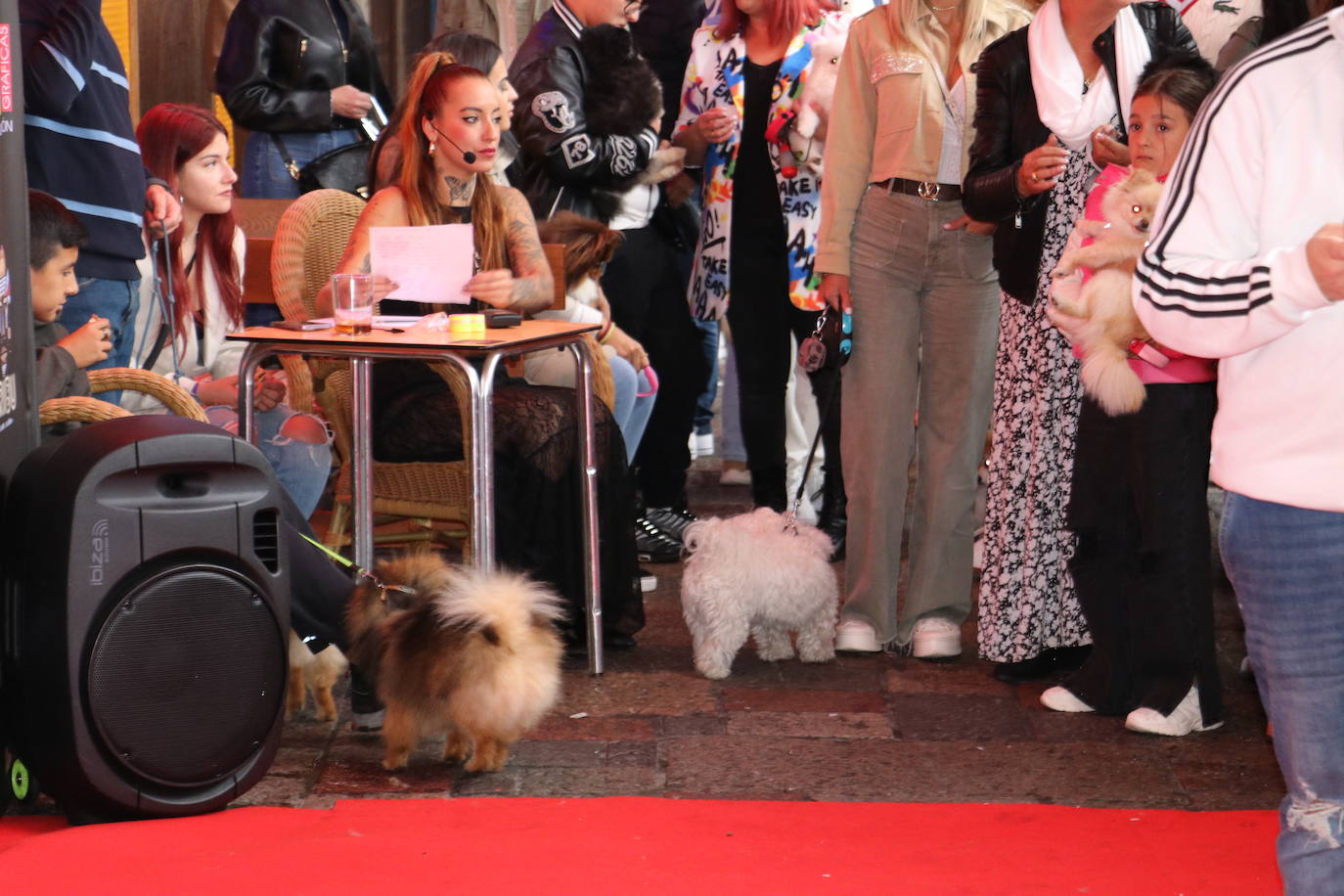 Más de medio centenar de perros pomerania desfilan en la Plaza Mayor de León