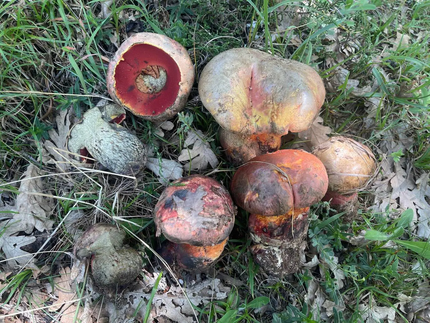 Imagen de un boletus luteocrupeus.