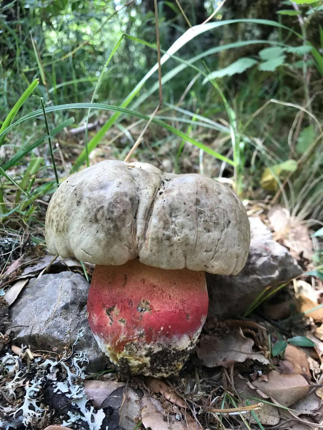 Imagen secundaria 2 - Rhodopurpureus, entoloma sinuatum y boletus satanas.