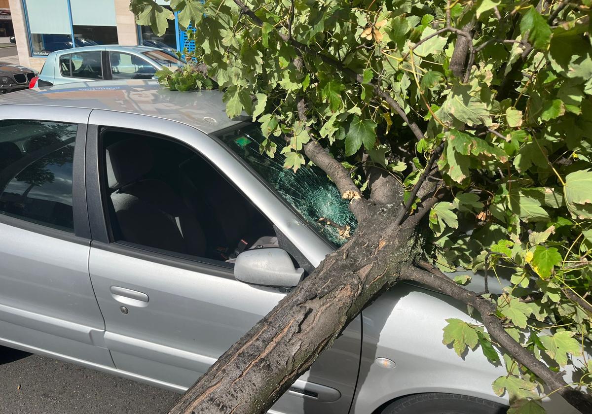 Imagen del árbol sobre el coche.