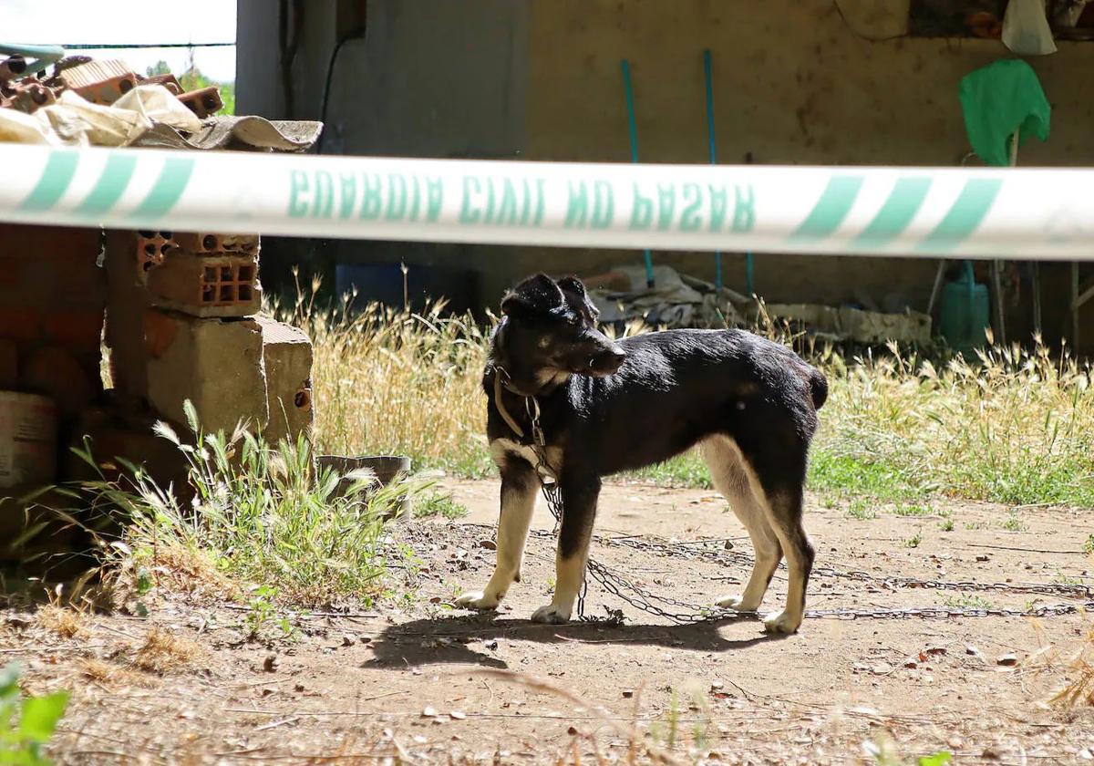 Un perro de la pareja en la casa donde sucedió el crimen.