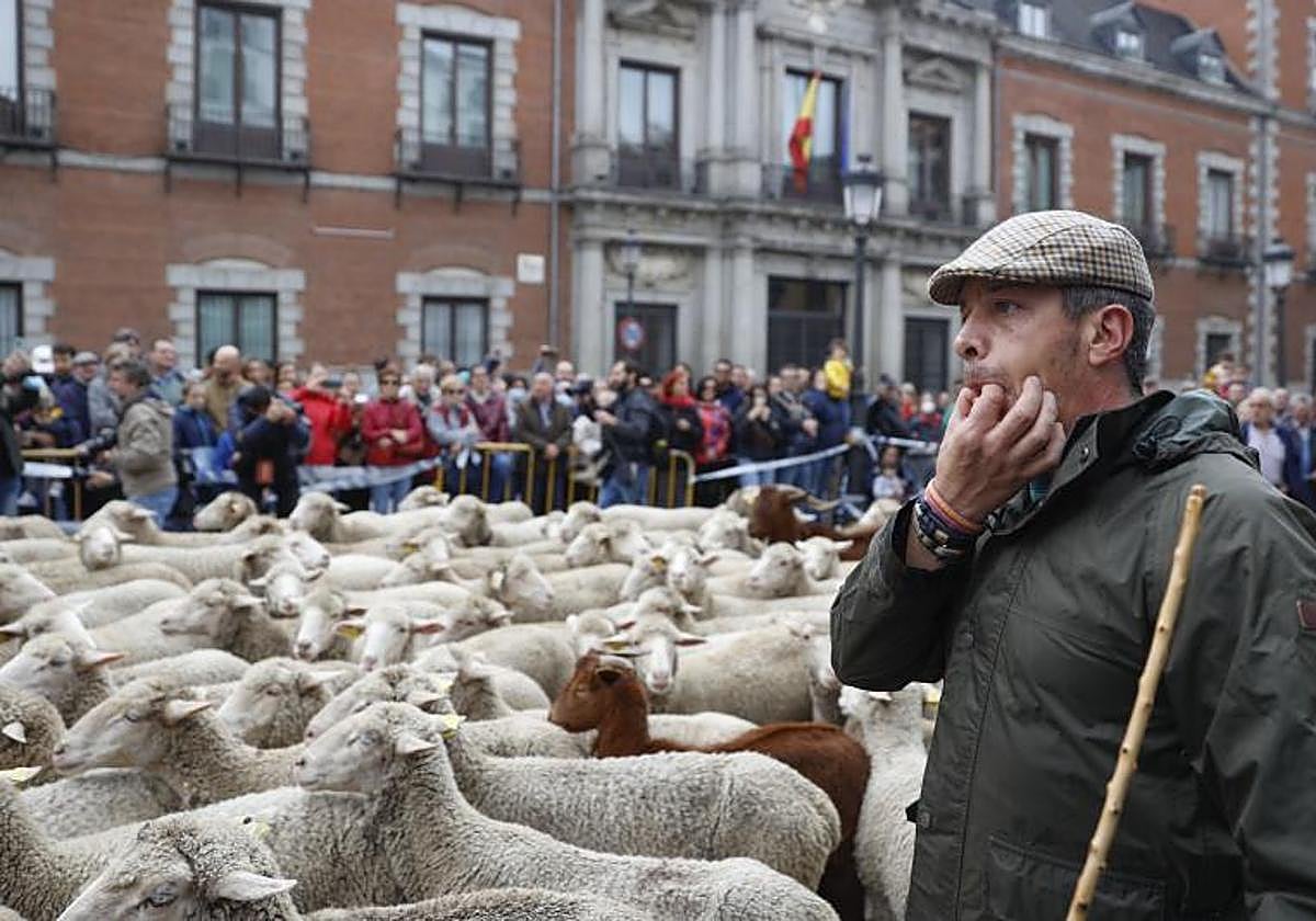 Ambiente durante la XXIX Fiesta de la Trashumancia por las calles de Madrid, en octubre de 2022.