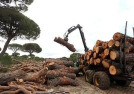 Lotes de madera.