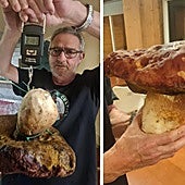 Un boletus de más de dos kilos en el valle de Luna: «Este año no es normal»