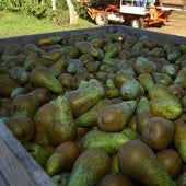 800 kilos de manzanas golden y peras conferencia para los universidad de León