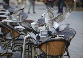 Una gaviota sobre la mesa de una terraza.