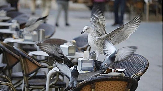 Una gaviota hiere a un alumno en Gijón para arrebatarle la merienda del recreo