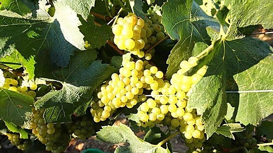 Concluye la vendimia en León con más de diez millones de kilos en las bodegas