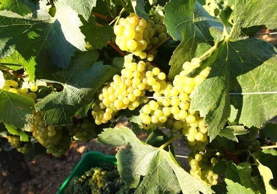 Racimos de uva.