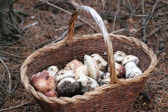 Imagen de la recogida de setas en Omaña.