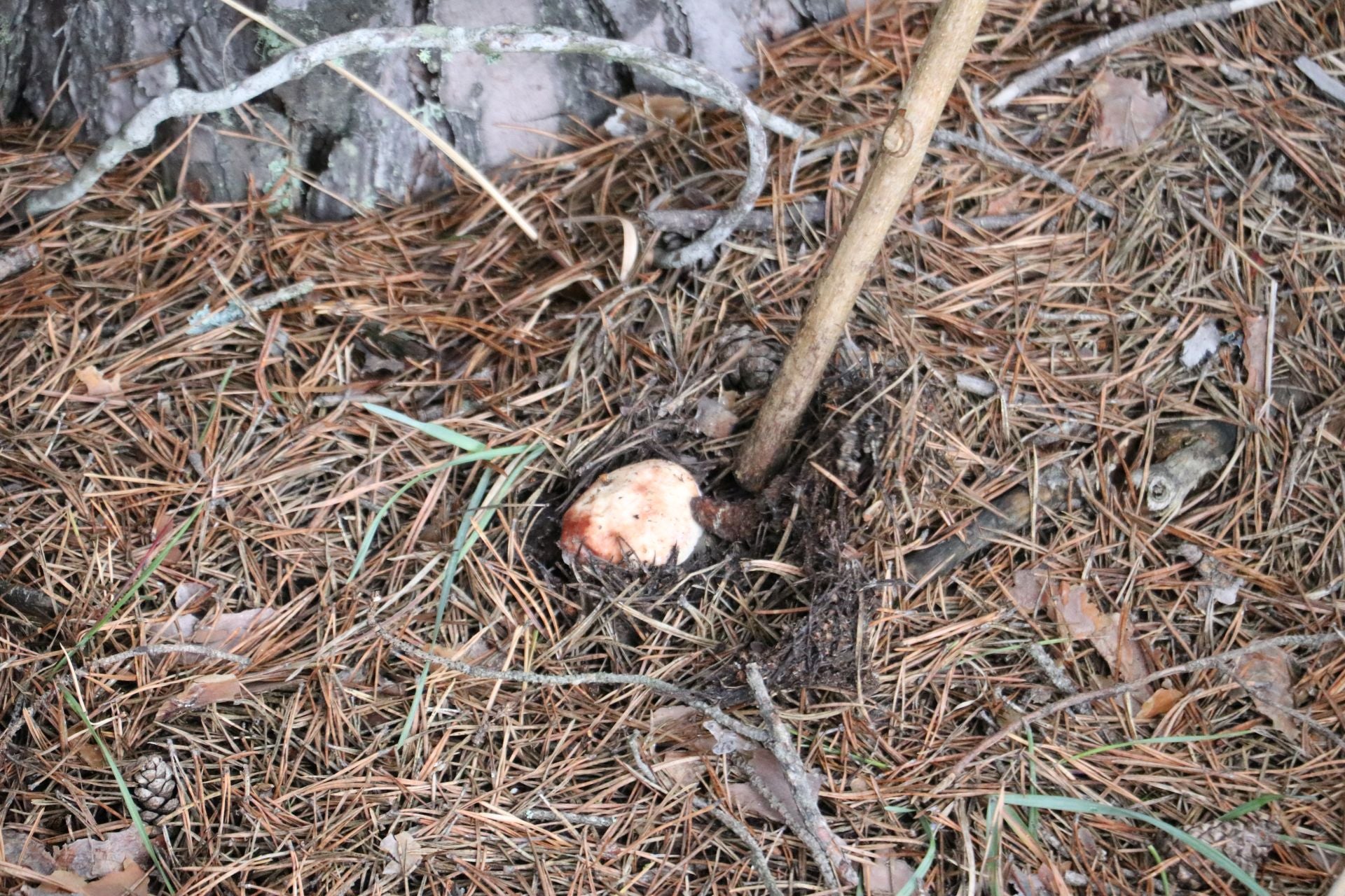 Recogida de setas en Omaña