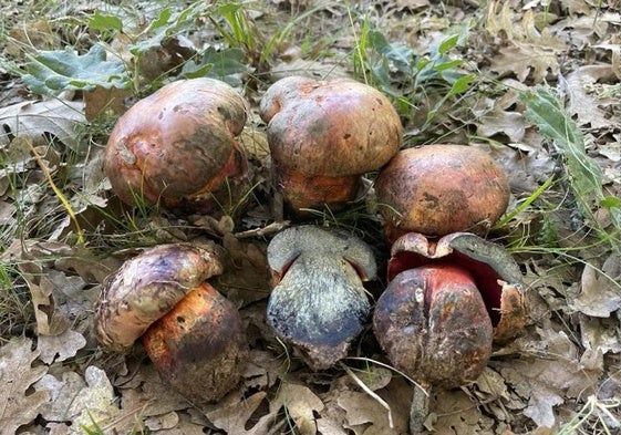 Imagen de unos boletus.