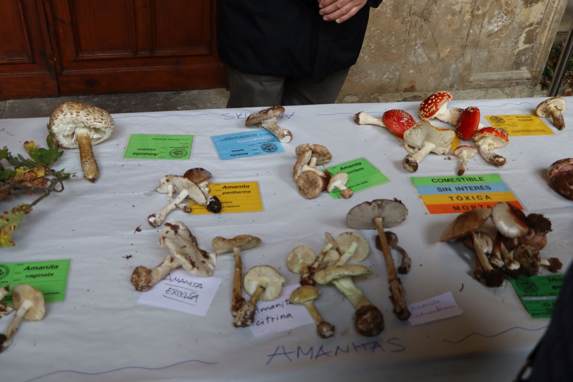 Exposición de setas en el Palacio de los Guzmanes