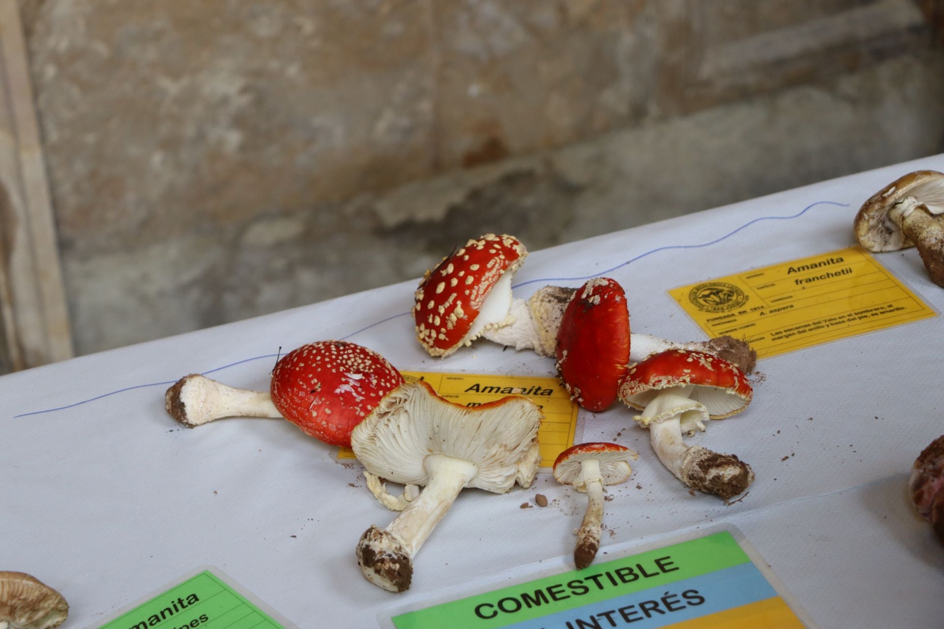 Exposición de setas en el Palacio de los Guzmanes