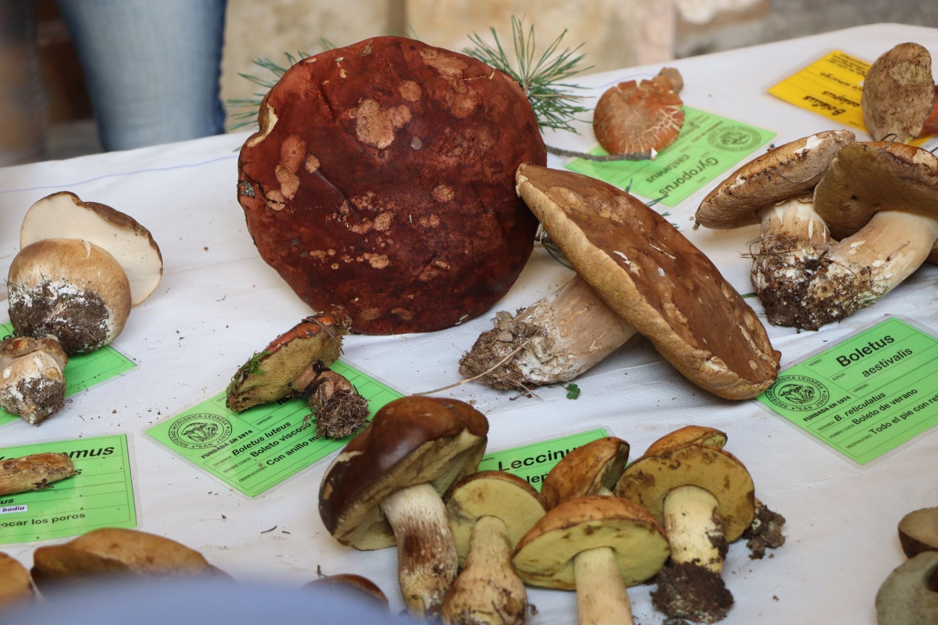 Exposición de setas en el Palacio de los Guzmanes