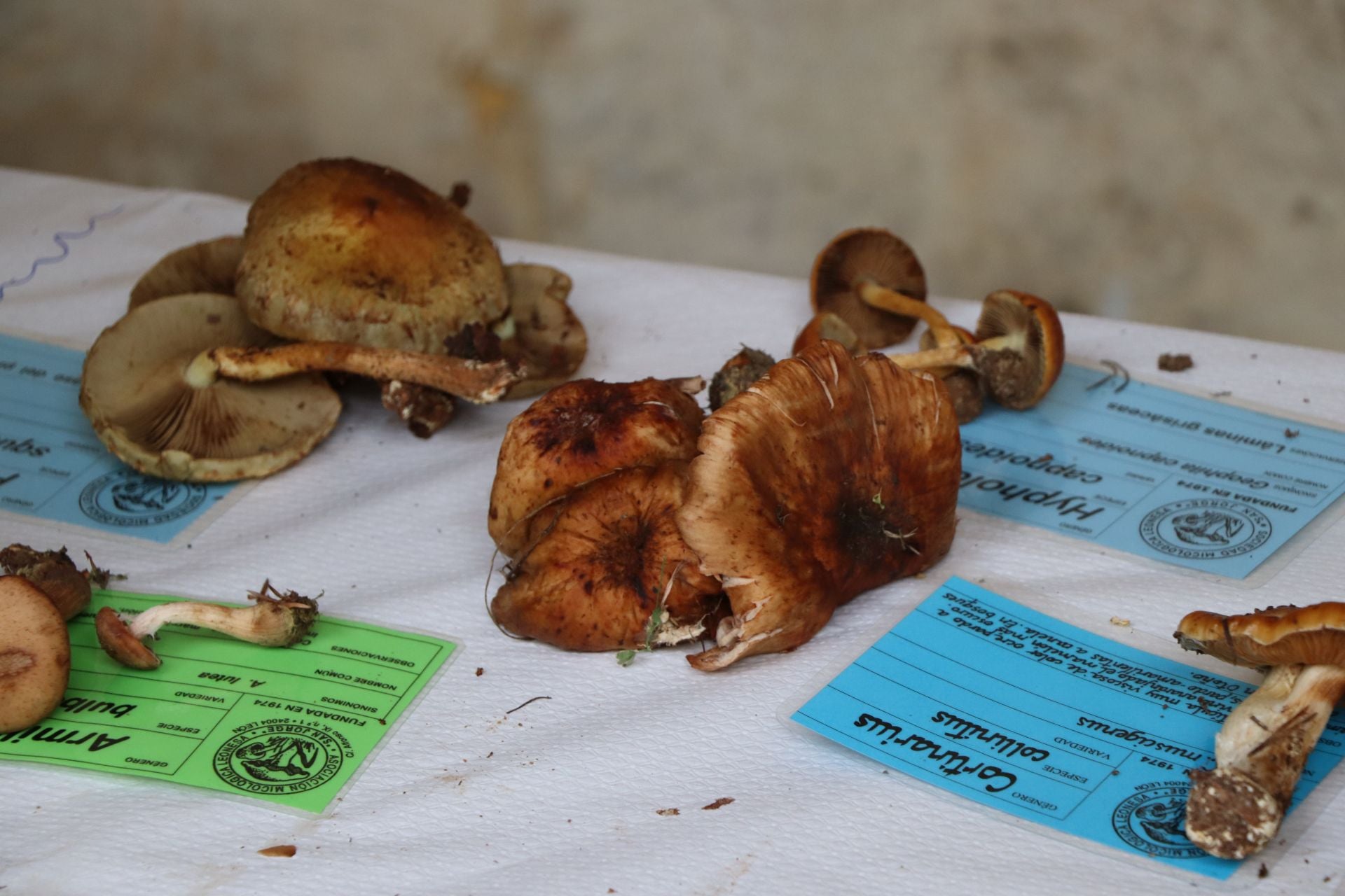 Exposición de setas en el Palacio de los Guzmanes