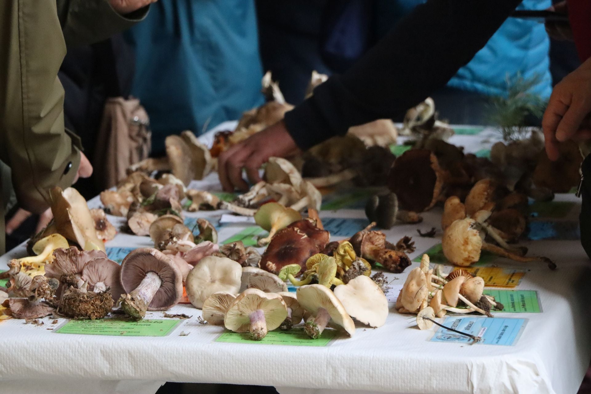 Exposición de setas en el Palacio de los Guzmanes