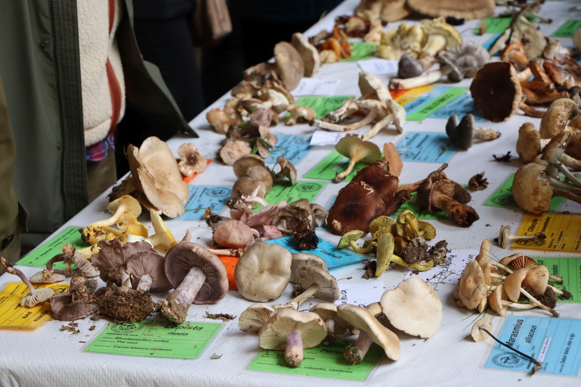 Exposición de setas en el Palacio de los Guzmanes