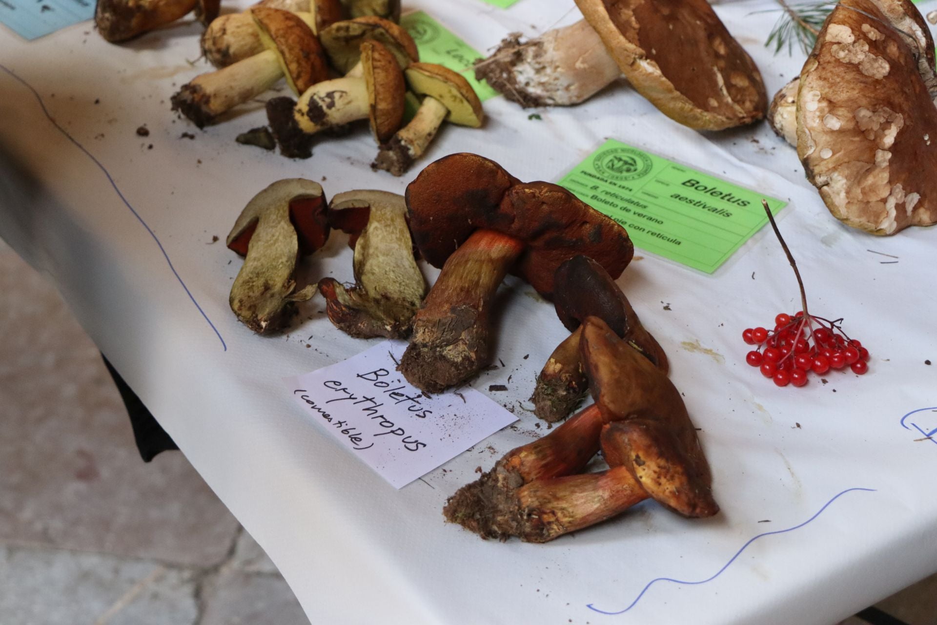 Exposición de setas en el Palacio de los Guzmanes