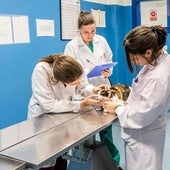 Más de un centenar de veterinarios van a la huelga porque perderán su empleo en unos días