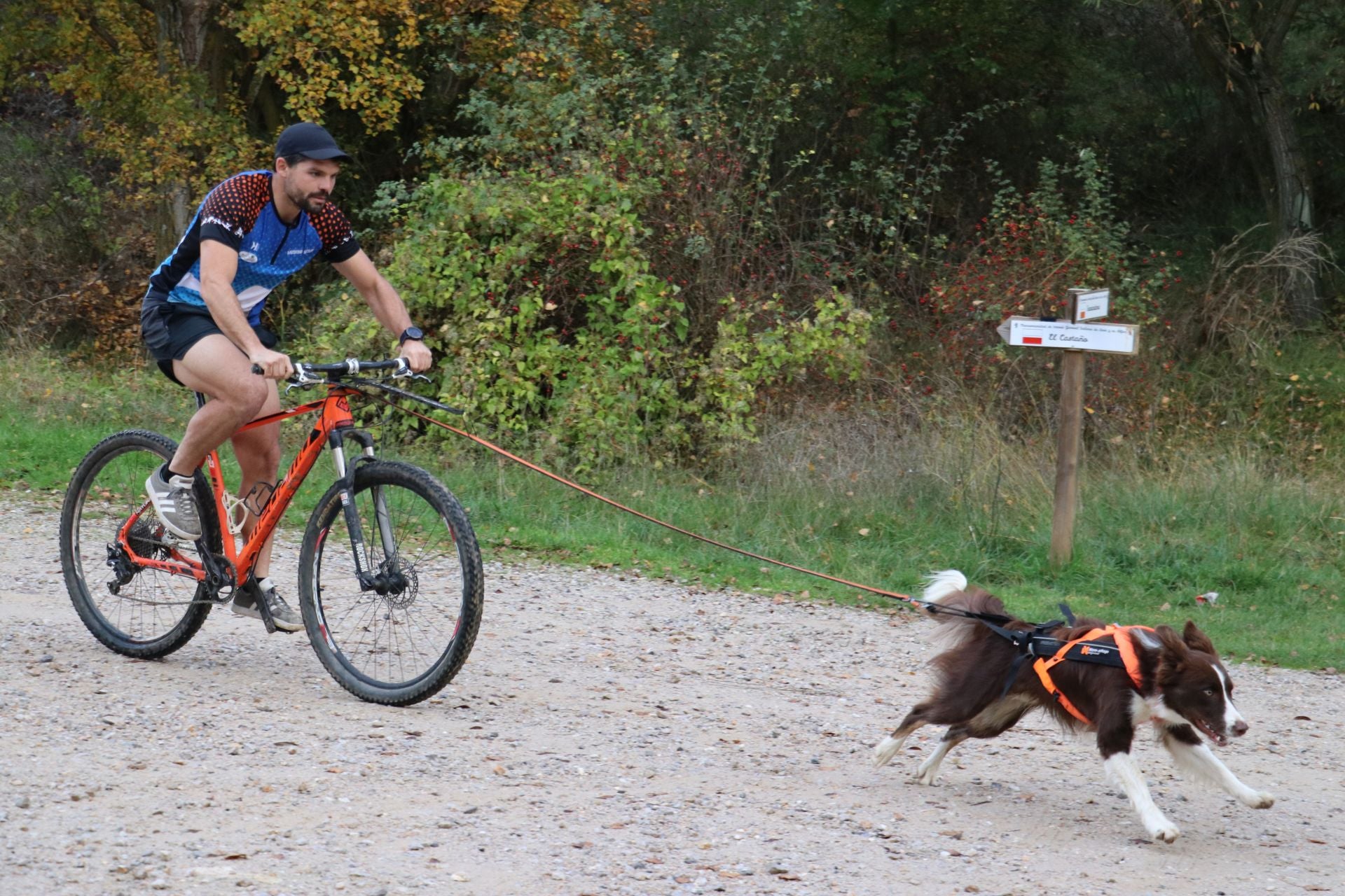 Entrenamiento de mushing en León