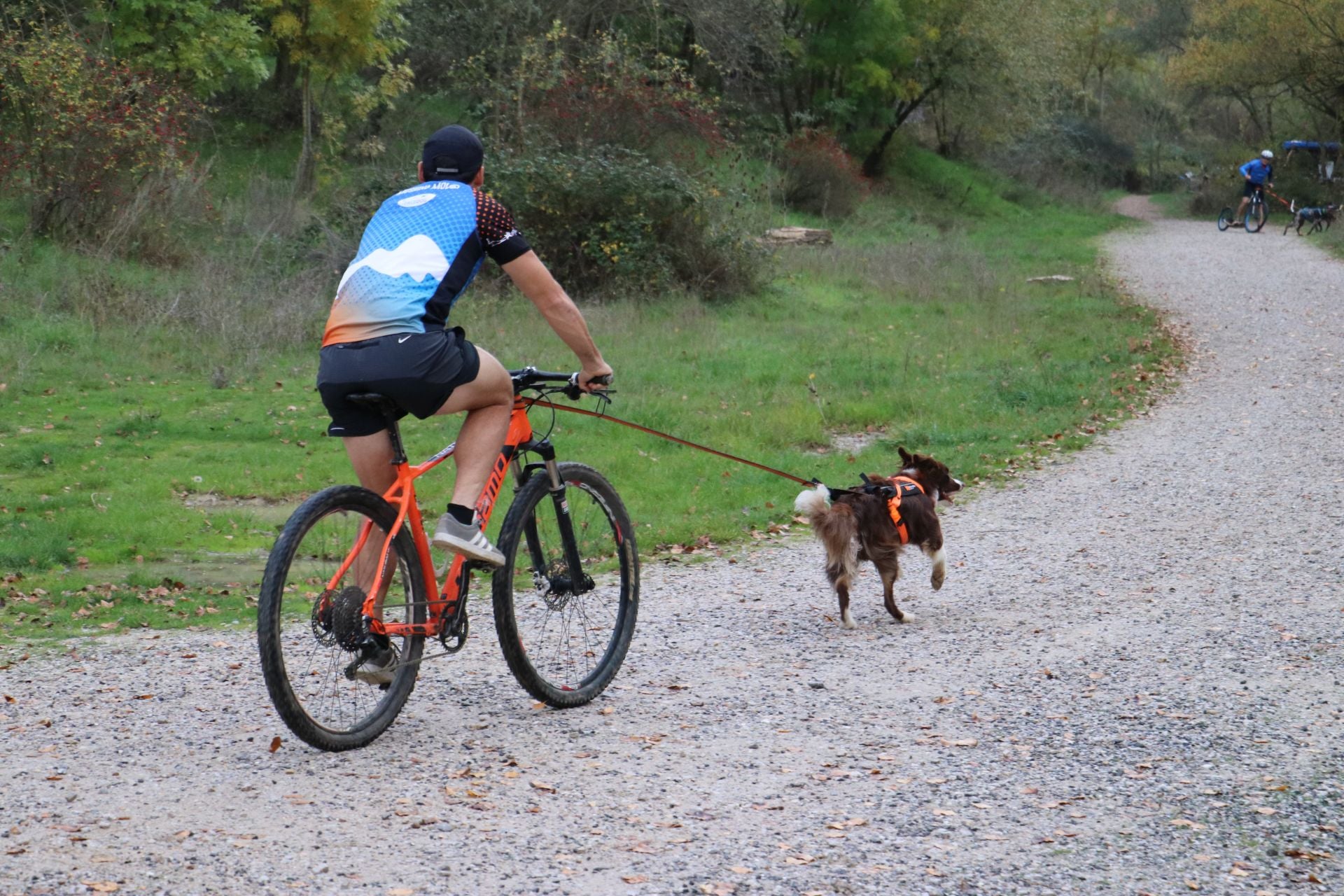 Entrenamiento de mushing en León